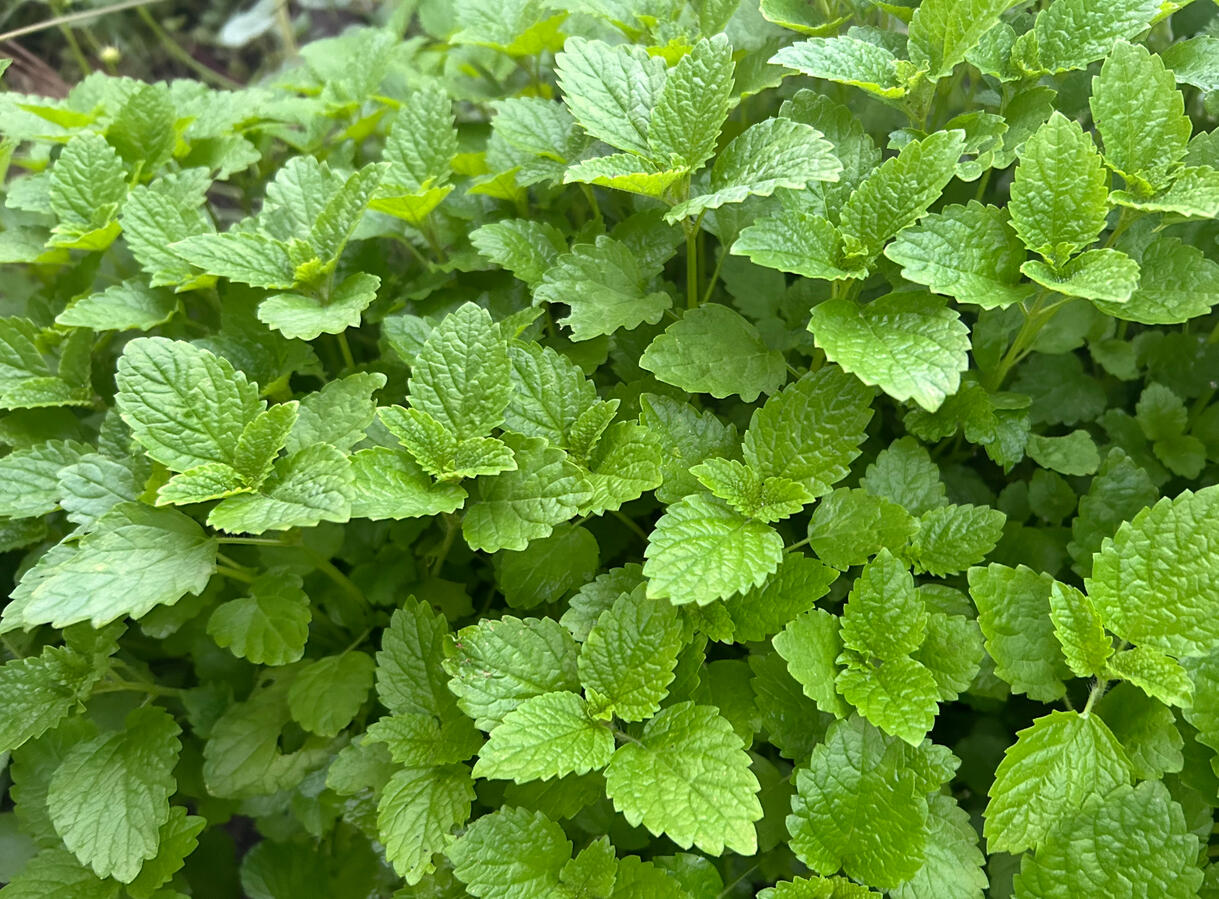 Lemon Balm