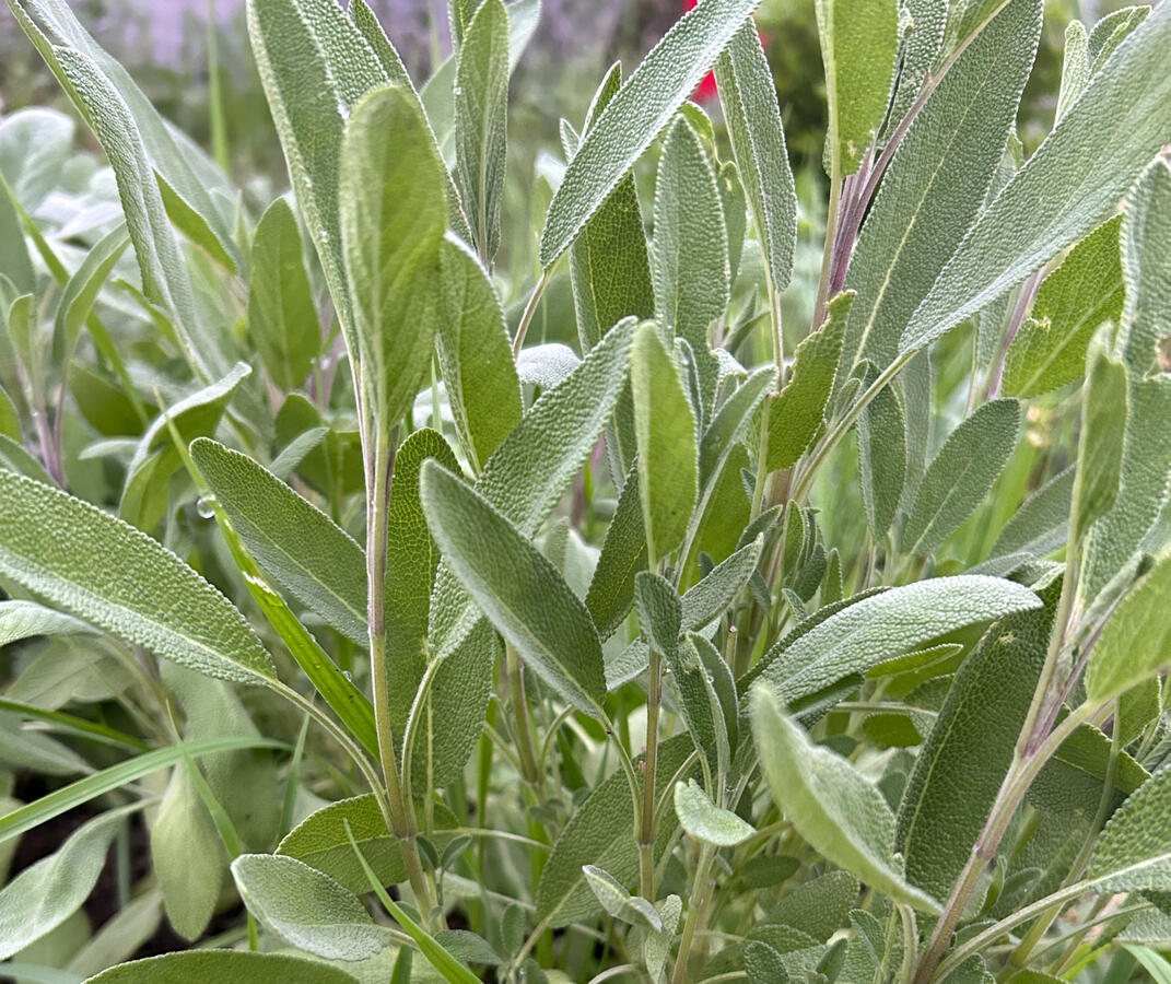 Culinary Sage Leaves