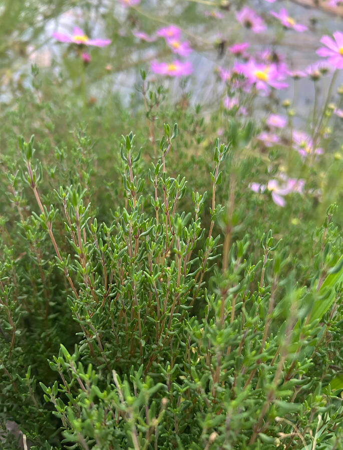 Thyme Leaves