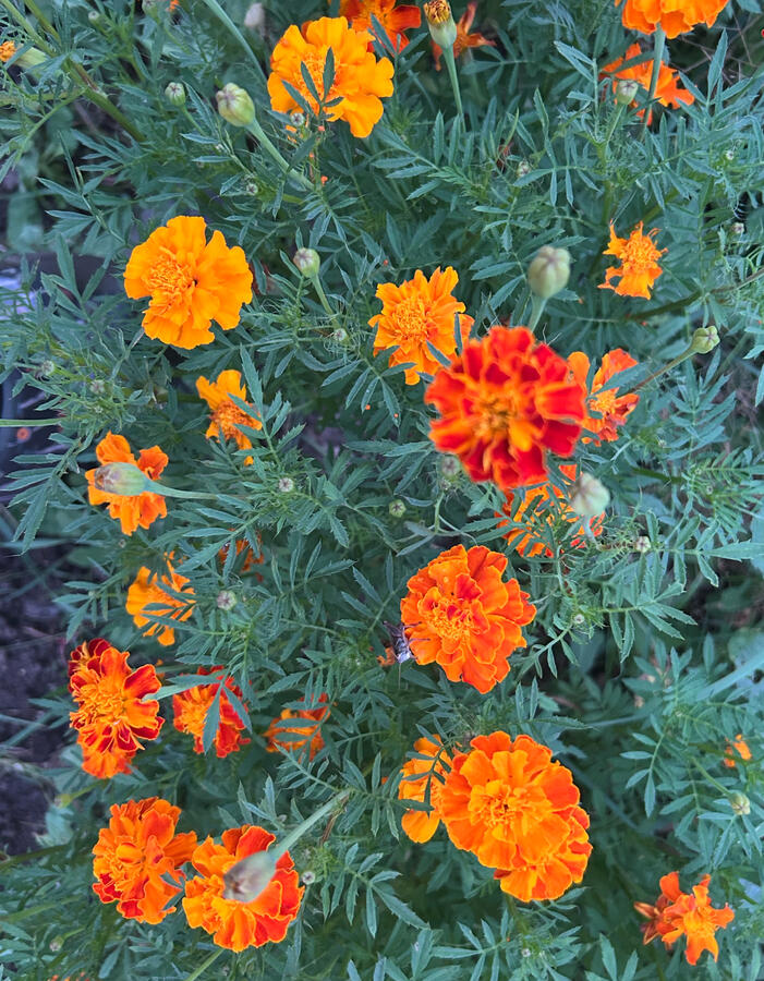 Marigolds