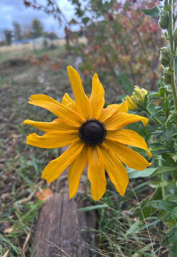 Black Eyed Susan